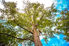 How Our Tree Care Process Works  in  London, CA