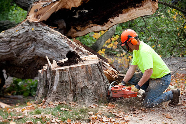 Best Tree Trimming and Pruning  in London, CA